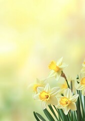Fototapeta premium Elegant Soft Yellow Background with Bright Daffodils and Fresh Spring Decorative Border