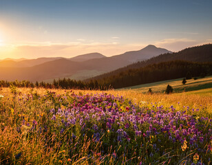 Fototapeta premium A Slovak meadow blanketed with wildflowers in golden and purple hues under the soft light of the setting sun.