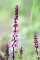 Obraz premium close up of lavender