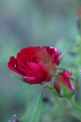 pink rose in garden
