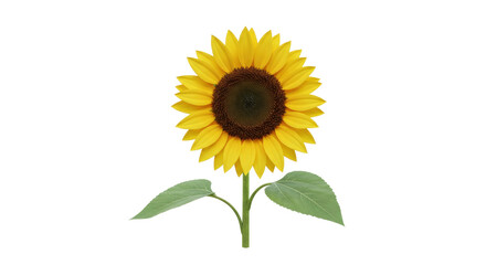 Fototapeta premium Isolated Bright Yellow Sunflower