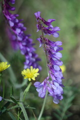 purple flowers in a garden