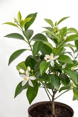 Citrus aurantium plant with flower isolated on white background