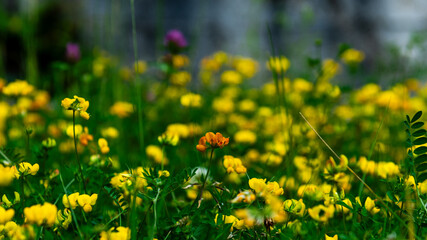 Fototapeta premium Lathyrus pratensis or meadow vetchling, yellow pea, meadow pea and meadow pea-vine