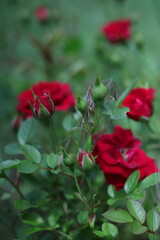 red rose in the garden