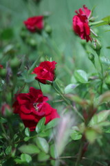 red rose in garden