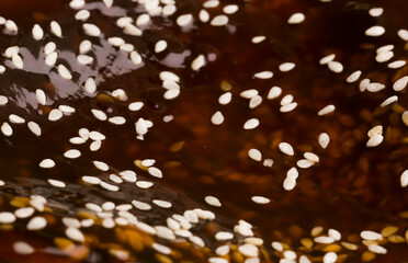 teriyaki sauce with sesame seeds background texture