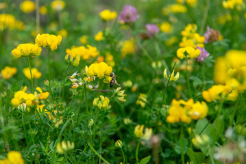 Lathyrus pratensis or meadow vetchling, yellow pea, meadow pea and meadow pea-vine