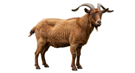 Isolated Brown Goat Standing
