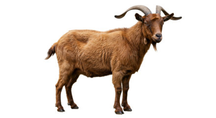 Isolated Brown Goat Standing