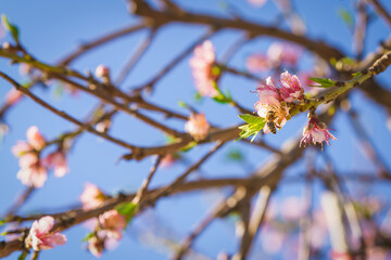 Honeybee pollinates a blooming peach flower on a sunlit spring day.