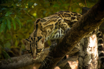 Margay (Leopardus wiedii), a small and elusive wild cat found in the tropical forests of Central and South America. Known for its large eyes, spotted coat, and exceptional climbing ability.