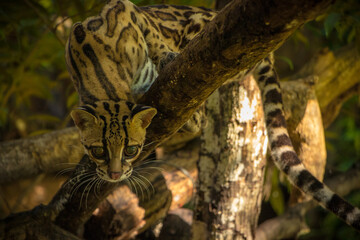 Margay (Leopardus wiedii), a small and elusive wild cat found in the tropical forests of Central and South America. Known for its large eyes, spotted coat, and exceptional climbing ability.