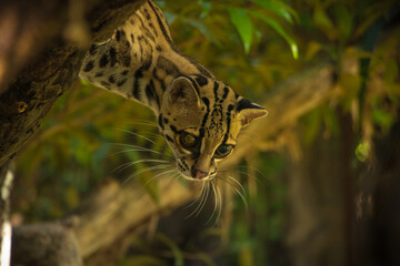 Margay (Leopardus wiedii), a small and elusive wild cat found in the tropical forests of Central and South America. Known for its large eyes, spotted coat, and exceptional climbing ability.