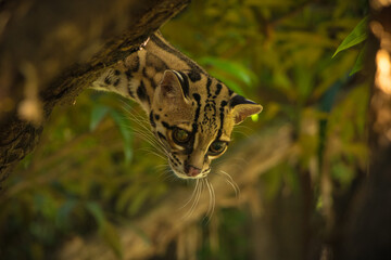 Margay (Leopardus wiedii), a small and elusive wild cat found in the tropical forests of Central and South America. Known for its large eyes, spotted coat, and exceptional climbing ability.