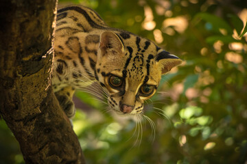 Margay (Leopardus wiedii), a small and elusive wild cat found in the tropical forests of Central and South America. Known for its large eyes, spotted coat, and exceptional climbing ability.
