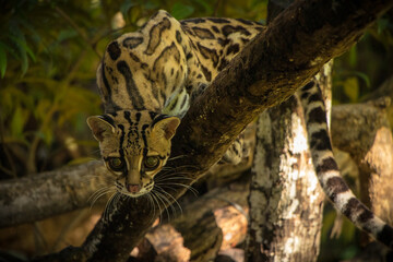 Margay (Leopardus wiedii), a small and elusive wild cat found in the tropical forests of Central and South America. Known for its large eyes, spotted coat, and exceptional climbing ability.