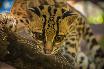 Margay (Leopardus wiedii), a small and elusive wild cat found in the tropical forests of Central and South America. Known for its large eyes, spotted coat, and exceptional climbing ability.