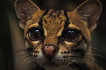 Margay (Leopardus wiedii), a small and elusive wild cat found in the tropical forests of Central and South America. Known for its large eyes, spotted coat, and exceptional climbing ability.