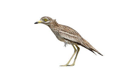 Adult stone curlew In the natural habitat isolated on white background.