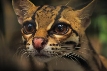 Margay (Leopardus wiedii), a small and elusive wild cat found in the tropical forests of Central and South America. Known for its large eyes, spotted coat, and exceptional climbing ability.