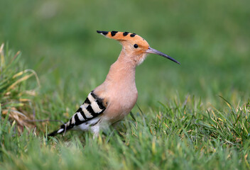 An adult hoopoe in breeding plumage walks through thick green grass close-up © VOLODYMYR KUCHERENKO