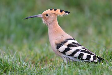 An adult hoopoe in breeding plumage walks through thick green grass close-up © VOLODYMYR KUCHERENKO