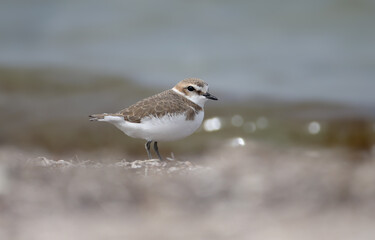 A close-up of a male Kentish plover (Anarhynchus alexandrinus) in breeding plumage walking on the sand on the shore of an estuary