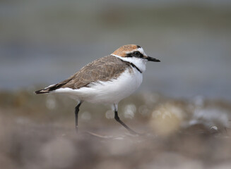 A close-up of a male Kentish plover (Anarhynchus alexandrinus) in breeding plumage walking on the sand on the shore of an estuary