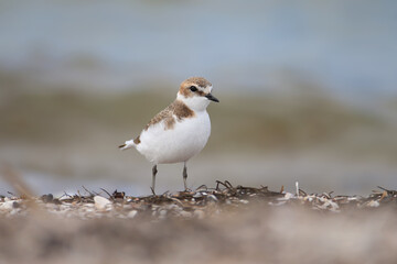 A close-up of a female Kentish plover (Anarhynchus alexandrinus) in breeding plumage walking on the...