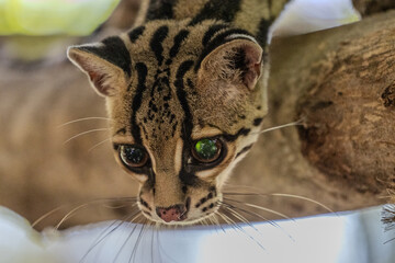 Margay (Leopardus wiedii), a small and elusive wild cat found in the tropical forests of Central and South America. Known for its large eyes, spotted coat, and exceptional climbing ability.