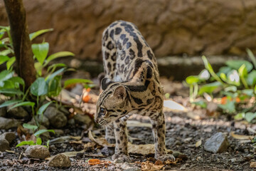 Margay (Leopardus wiedii), a small and elusive wild cat found in the tropical forests of Central and South America. Known for its large eyes, spotted coat, and exceptional climbing ability.