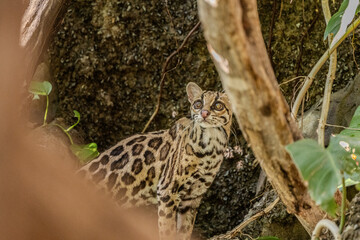 Margay (Leopardus wiedii), a small and elusive wild cat found in the tropical forests of Central and South America. Known for its large eyes, spotted coat, and exceptional climbing ability.