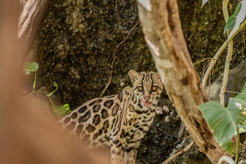 Margay (Leopardus wiedii), a small and elusive wild cat found in the tropical forests of Central and South America. Known for its large eyes, spotted coat, and exceptional climbing ability.