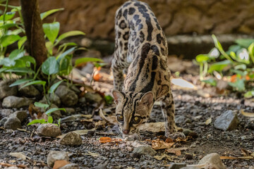 Margay (Leopardus wiedii), a small and elusive wild cat found in the tropical forests of Central and South America. Known for its large eyes, spotted coat, and exceptional climbing ability.