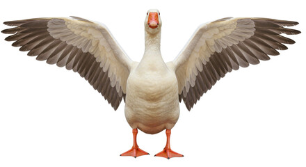 Isolated Goose with Spread Wings