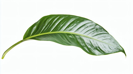 Obraz premium Single Glossy Green Leaf with Prominent Veins Isolated on White Background