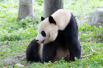 Close up Male Panda Returned from USA, Tai Shan, Wolong, China
