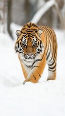 Fototapeta premium Majestic Young Tiger Walking Gracefully Through a Snowy Landscape in a Serene Natural Environment