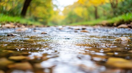 Fototapeta premium Flowing stream with colorful autumn foliage nature landscape tranquil environment low angle view serenity concept