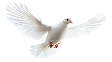 Isolated White Dove in Flight