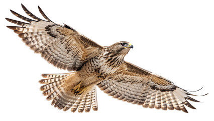 A red-tailed hawk or common buzzard in flight with brown and white feathers in a natural wildlife setting