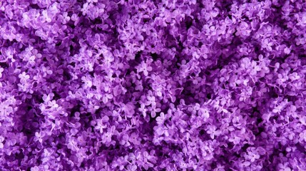 Dense field of small, vibrant purple flowers creating a lush, floral texture.