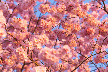 Nahaufnahme einer Japanischen Kirschblüte.  
