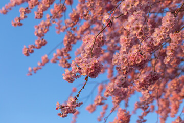 Nahaufnahme einer Japanischen Kirschblüte.  