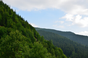 Carpathian landscape view of coniferous trees and sky