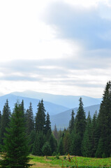 Carpathian landscape coniferous trees and meadow