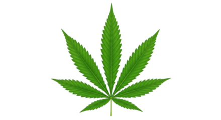 Isolated Cannabis Leaf