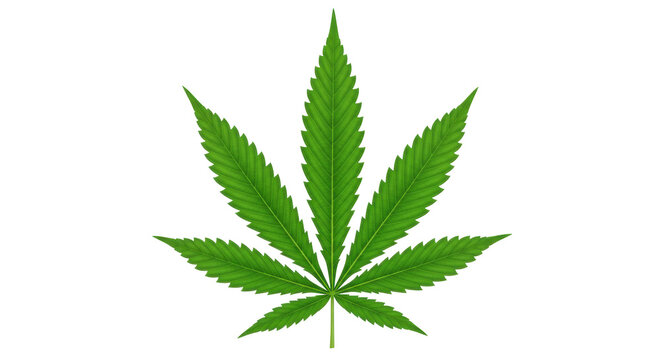Isolated Cannabis Leaf
