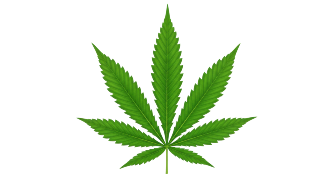 Isolated Cannabis Leaf